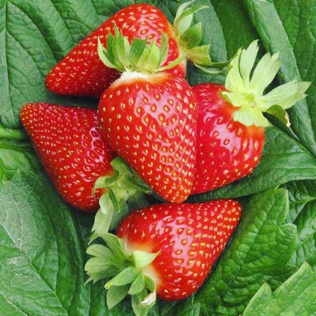 Саджанець полуниці Amy рання траспортабельная (1418016797)