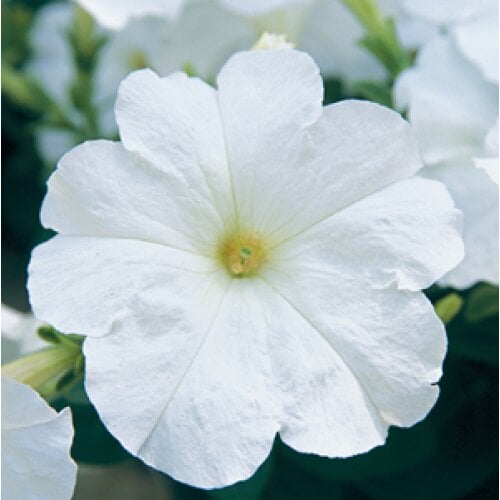 Семена цветов Петуния ампельная Trilogy F1 White Takii seed 5 шт. (BN08949-4)