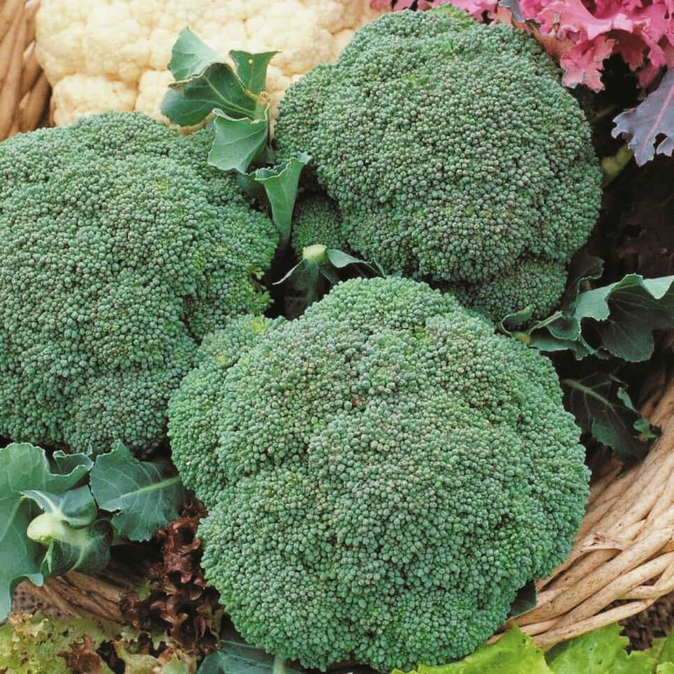 Семена капусты брокколи Батори F1 Syngenta 20 шт. (1746510448)