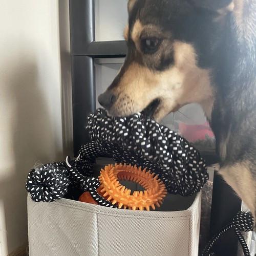 Набор игрушек для собак Purlov 24388 10 шт. (24388) - фото 5