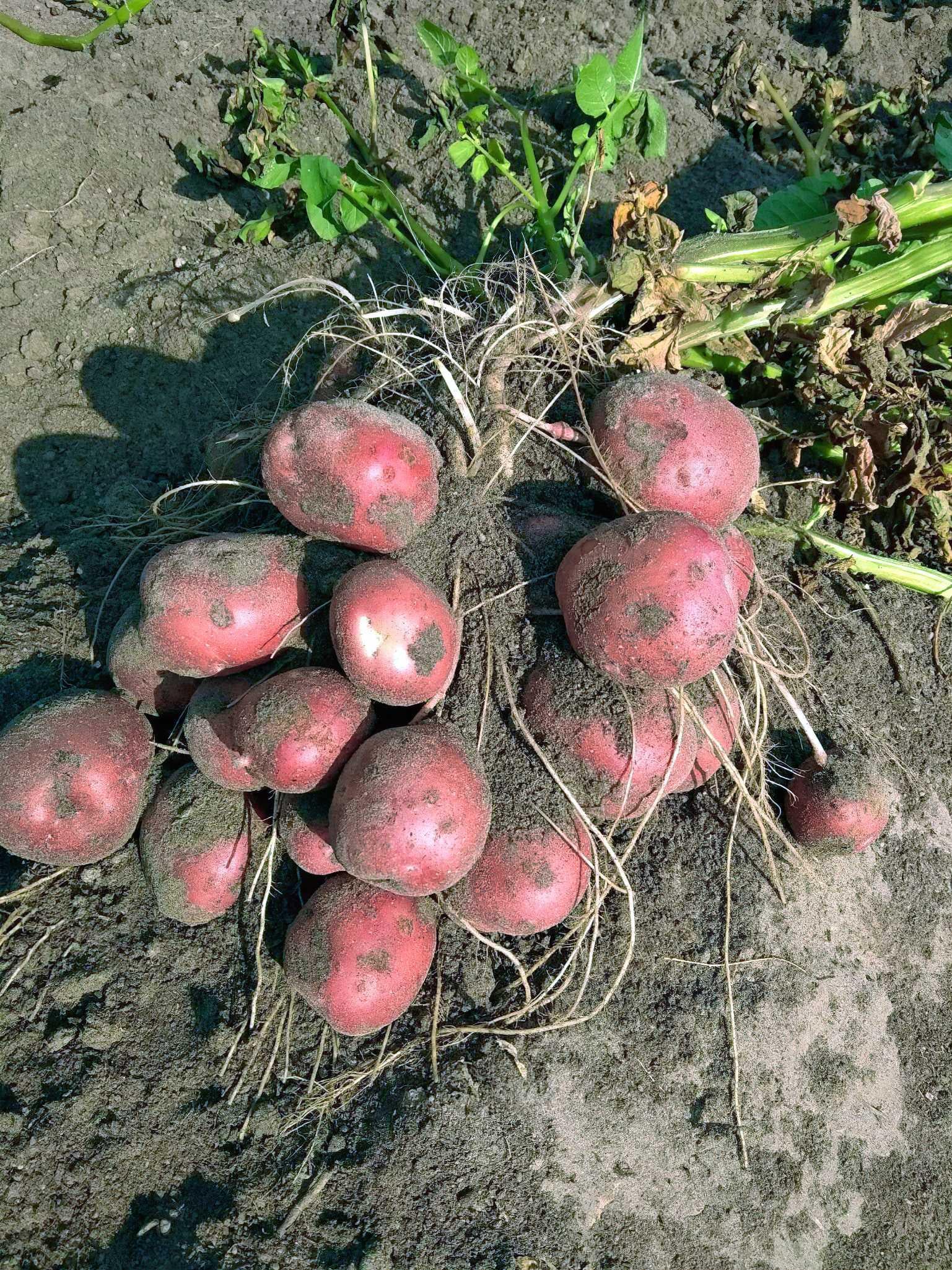 Картопля Мірамі 1 кг (38290473)