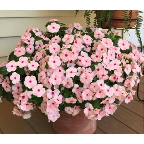Семена цветов Катарантус розовый Solar Avalanche F1 apricot Hem Genetics 100 шт. (BN09180-3)