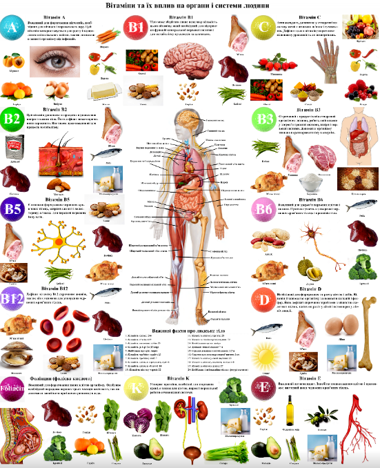 Плакат Витамины и их влияние на органы и системы человека 67x86 см (26086507)