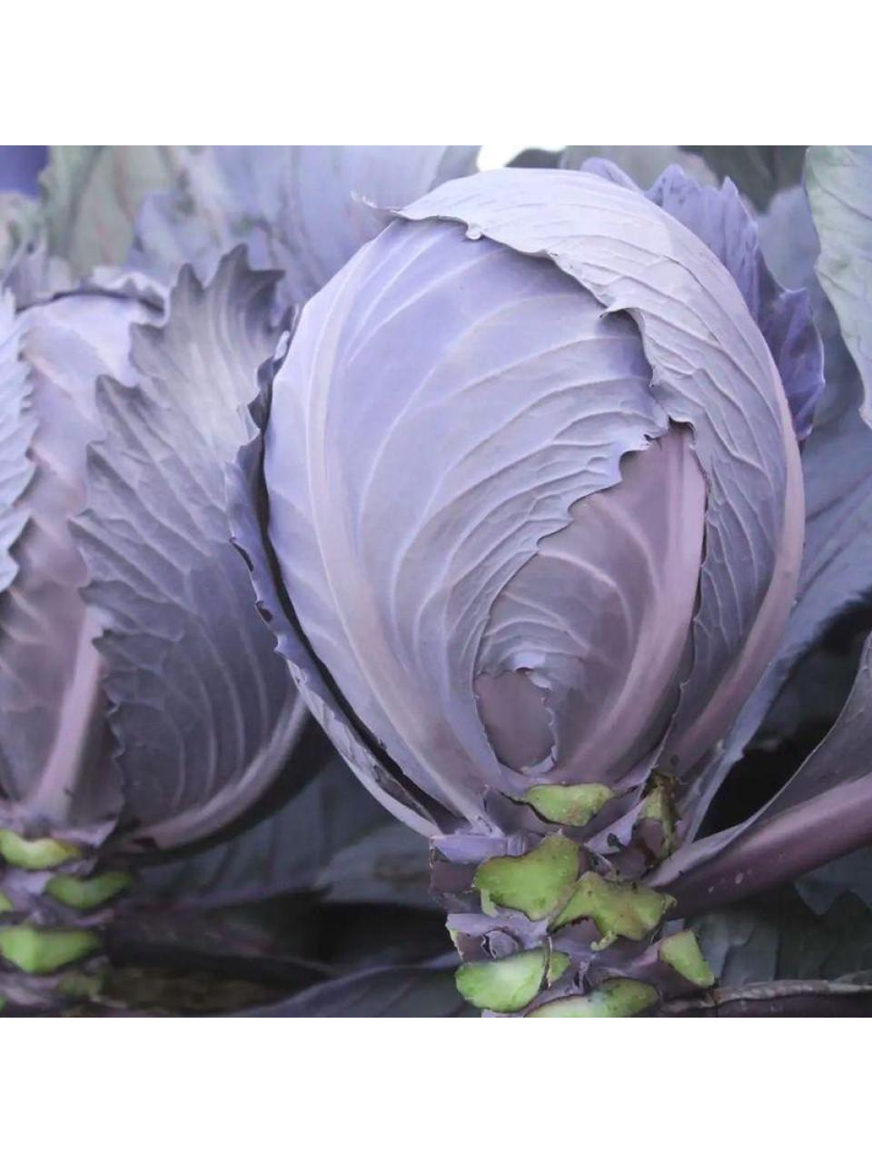 Семена Капуста Красноголовая Clause REDSKY F1 2 500 шт. (2289253475)