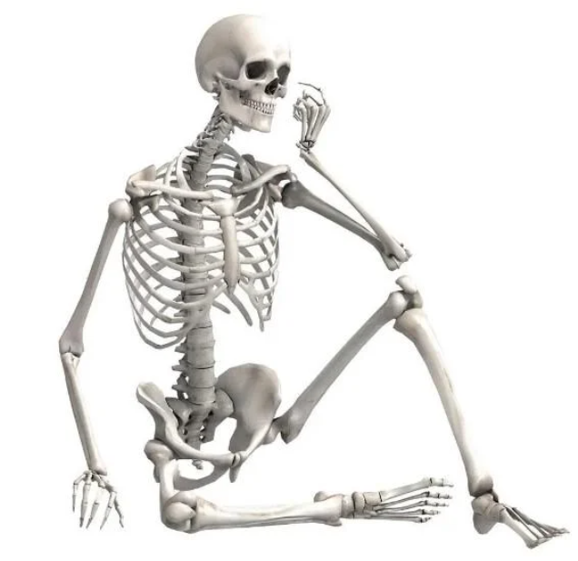 Анатомический макет скелета человека (22583)