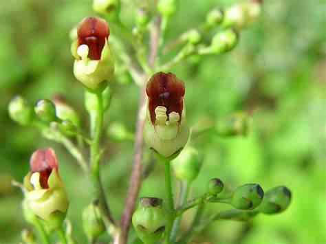 Семена Scrophularia nodosa 0,1 г (2150181297)