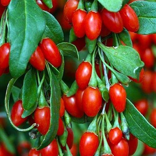 Сажанец Годжи ярко-алые Целебный Healing премиальный болезнеустойчивый сорт неприхотлив в уходе (48161) Сажанец Годжи ярко-алые Целебный Healing премиальный болезнеустойчивый сорт неприхотлив в уходе (48161)