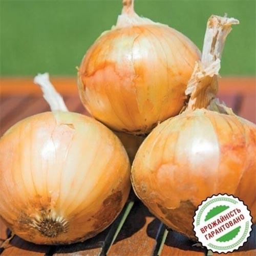 Семена Цибуля Florium Вольф F1 (15864) - фото 3