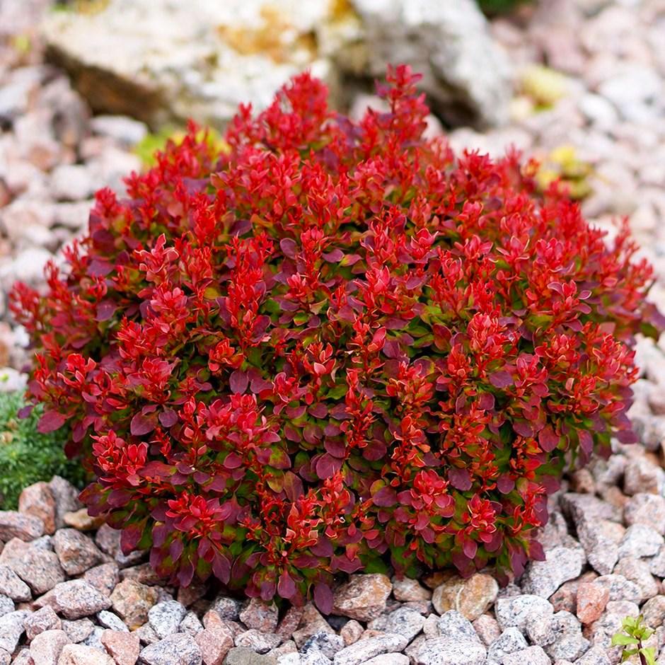 Саженец барбариса Тунберга Lutin Rouge Р9 (1212274269)