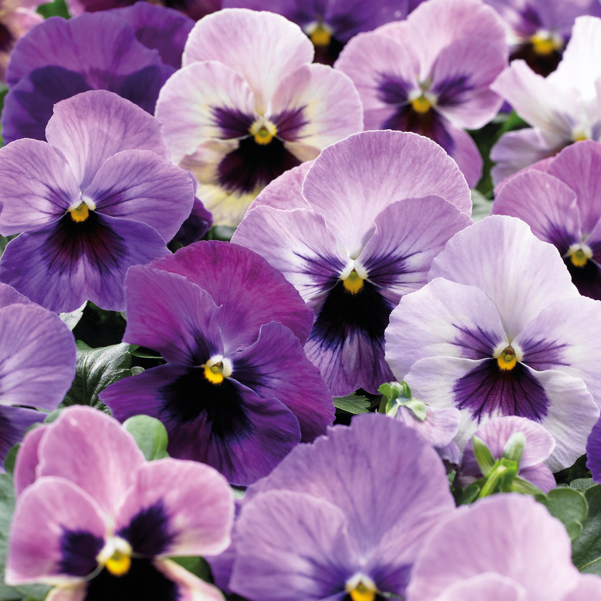 Семена цветов Виола Delta F1 Purple Surprise Syngenta 100 шт. (BN03173-3)