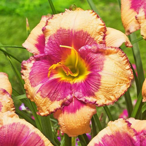 Лилейник Florium Hello Screamer (12932)