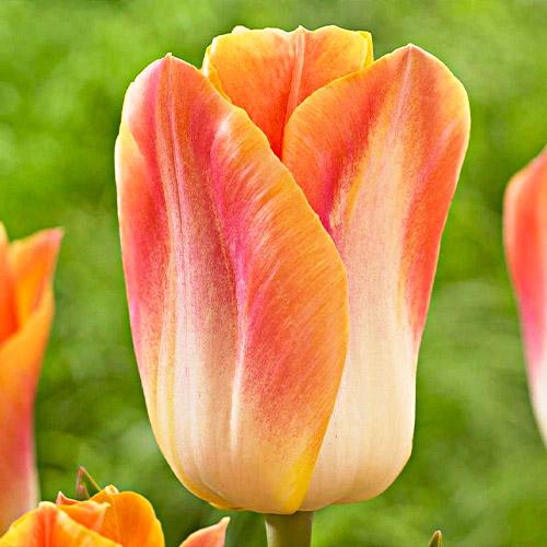 Тюльпан Florium Salmon Dynasty (11070)