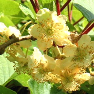 Саженец Киви Мальбек трехлетний мужской опылитель (18296505)