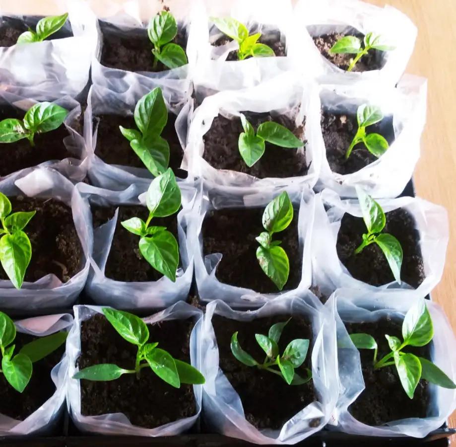 Рукав для розсади п/е 40 мкм 120 мм х 500 м Білий/Прозорий - фото 2 Рукав для розсади п/е 40 мкм 120 мм х 500 м Білий/Прозорий - фото 2