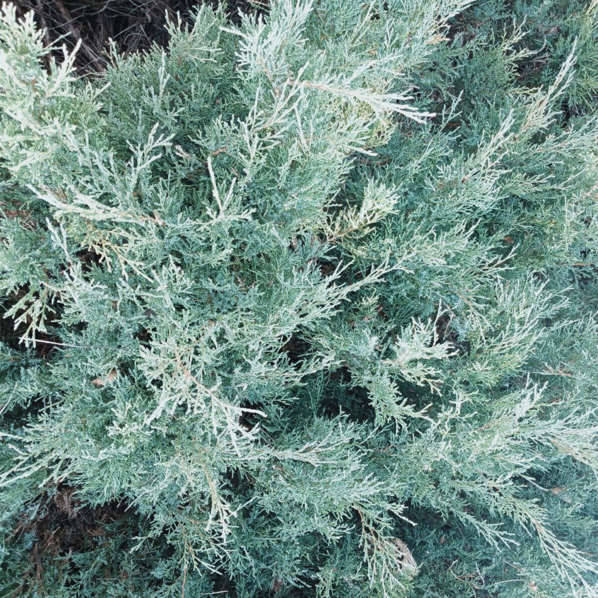 Можжевельник горизонтальный Блю Чип С1 (2669429281) - фото 4 Можжевельник горизонтальный Блю Чип С1 (2669429281) - фото 4