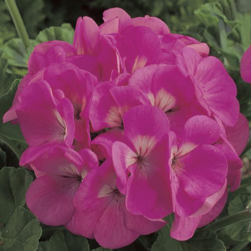 Семена цветов Syngenta Пеларгония садовая Maverick Pink 50 шт. (BN01636-3)