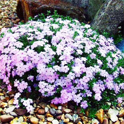 Флокс Florium Lilac Cloud (3841) - фото 3
