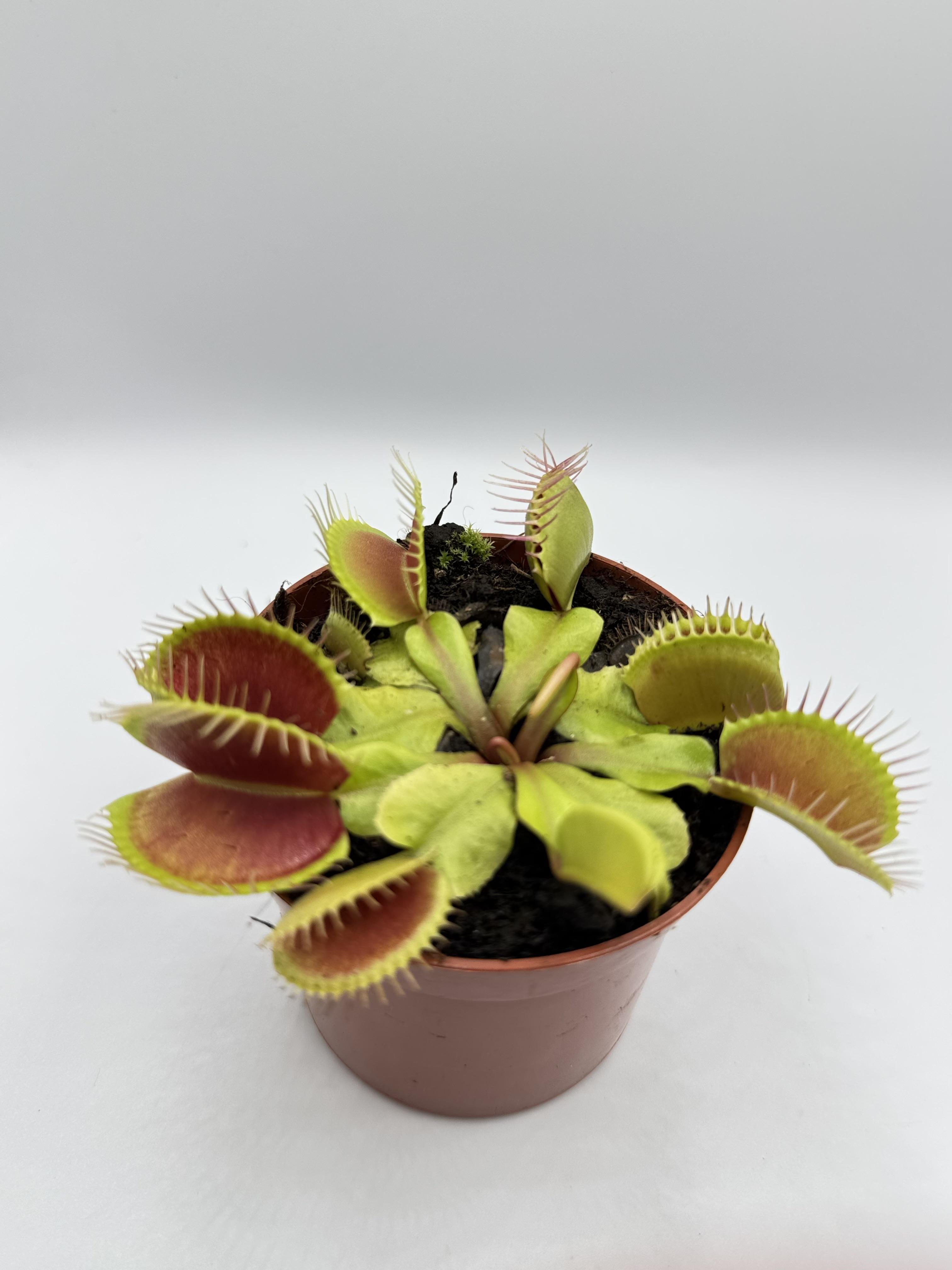 Венерина мухоловка AlienPlants Dionaea muscipula B52 (27471963)