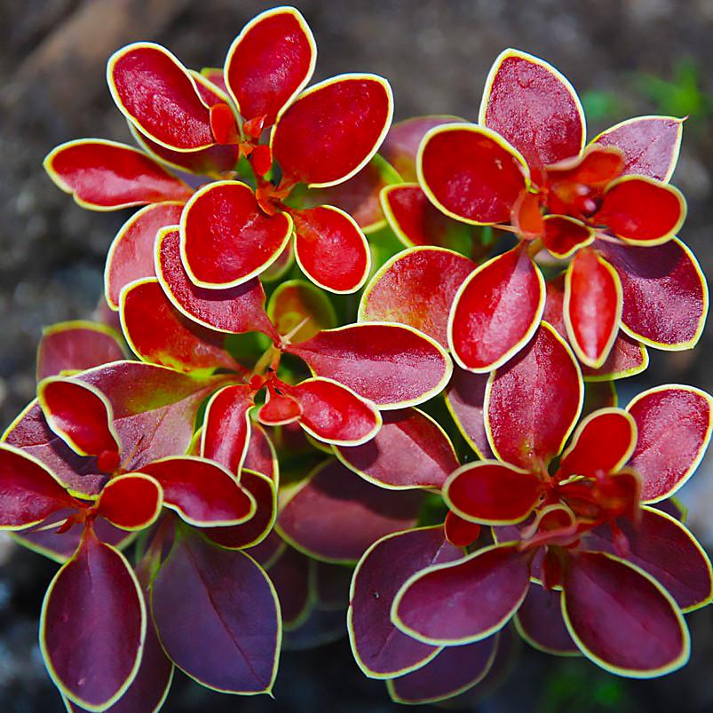 Саженец барбариса Тунберга Admiration С1 (1920843824) - фото 2 Саженец барбариса Тунберга Admiration С1 (1920843824) - фото 2