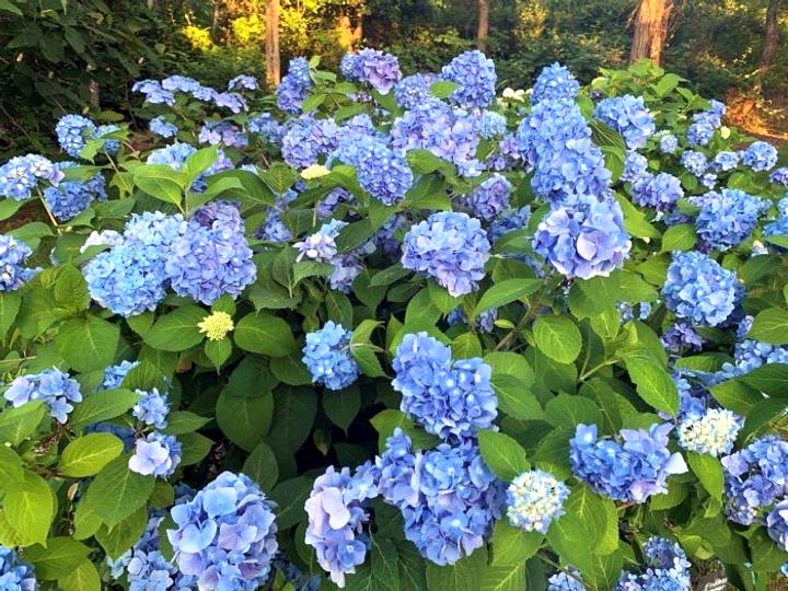 Гортензия крупнолистая Хэппи Блу Happy Blue 3 шт. (38298821)