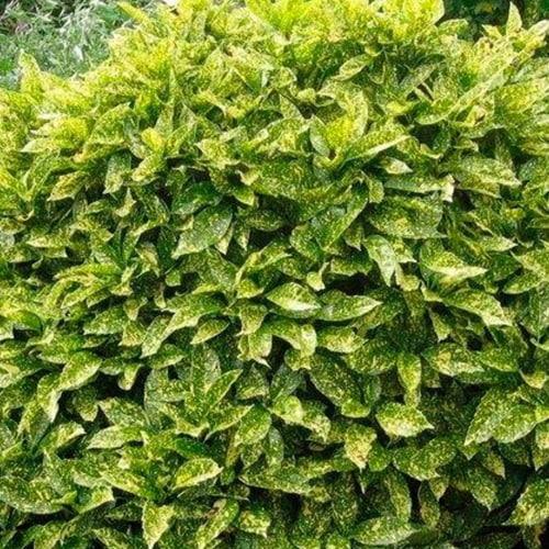 Аукуба японская Krotonifoliia 20-30 см (29294222)
