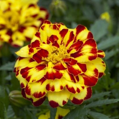 Семена цветов Floranova Черноморцы отклонены Alumia Crème Brulee 50 шт. (BN10993-3)