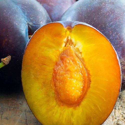 Сажанец Слива Топенд плюс осенний сорт поздний срок созревания (177322)