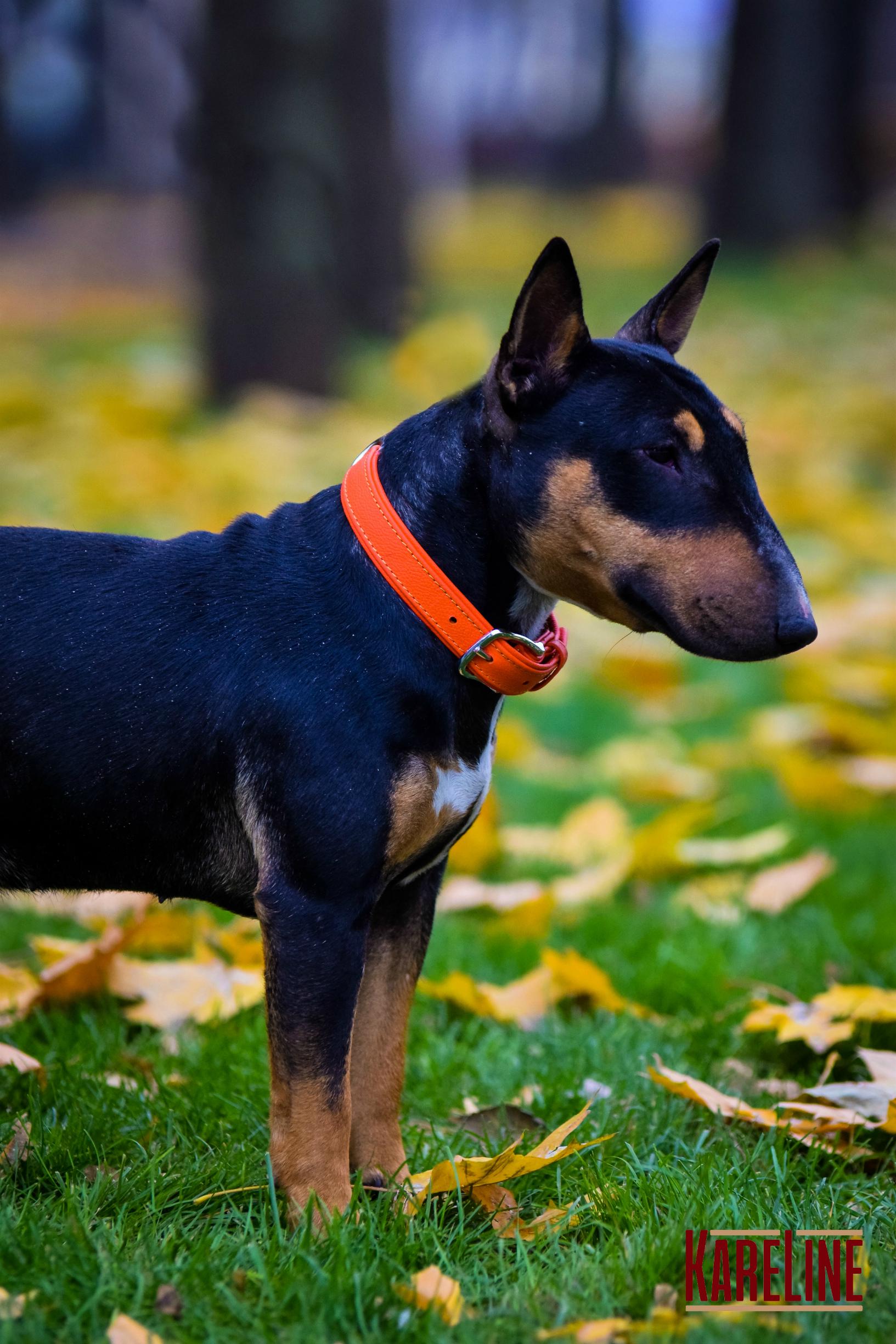 Ошейник KareLine из натуральной кожи 25 мм 380-470 мм Оранжевый (8071/11) - фото 3 Ошейник KareLine из натуральной кожи 25 мм 380-470 мм Оранжевый (8071/11) - фото 3