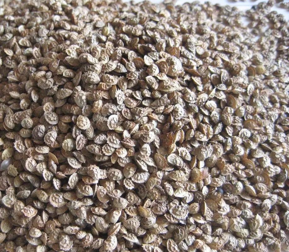 Семена Эспарцета песчаные медонос 1 кг (24382455)