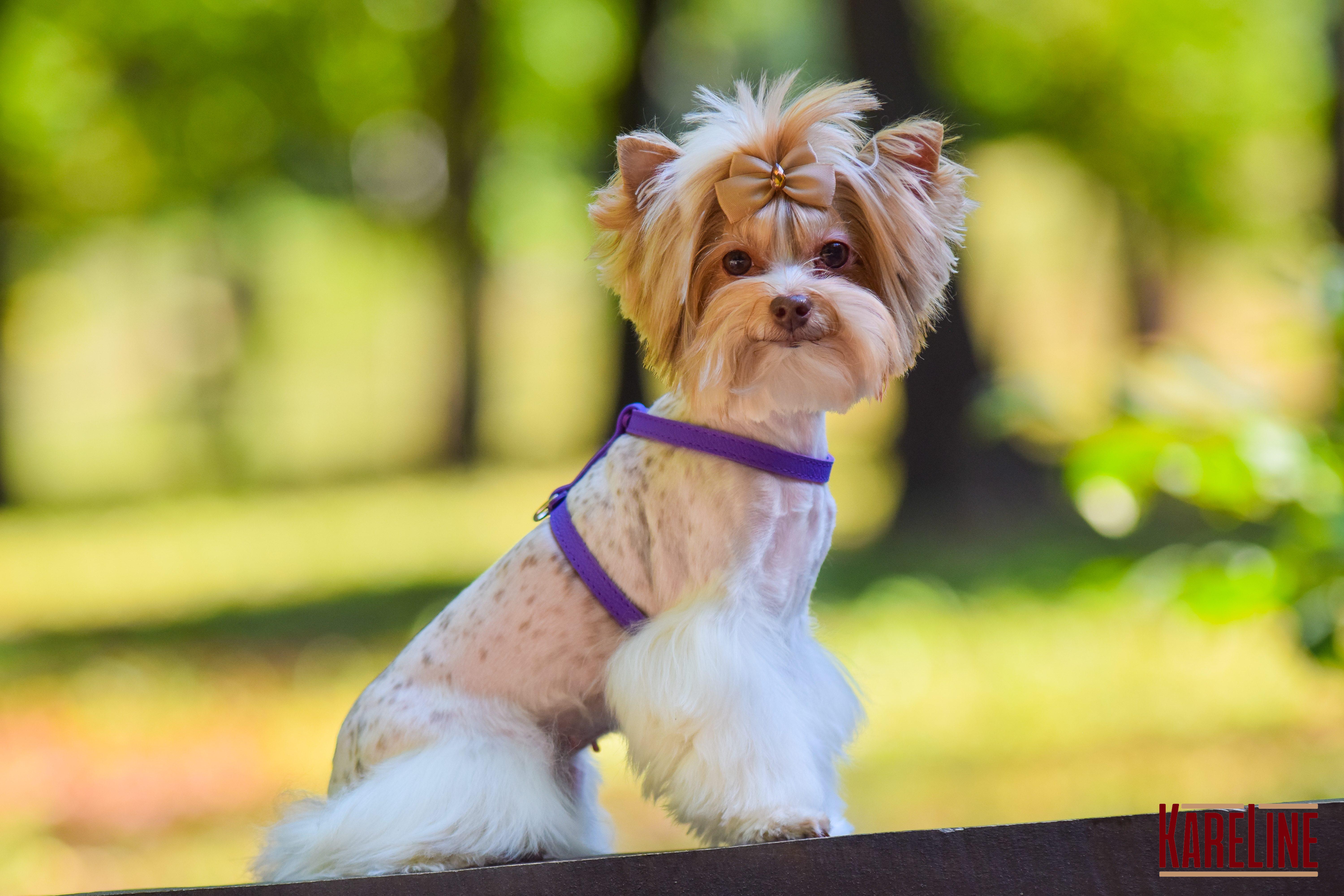 Шлея KareLine из натуральной кожи 12 мм А-230-300 мм В-270-340 мм Фиолетовый (8420/9) - фото 3 Шлея KareLine из натуральной кожи 12 мм А-230-300 мм В-270-340 мм Фиолетовый (8420/9) - фото 3