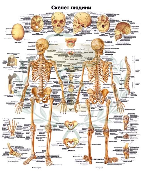 Анатомічний плакат Скелет людини 67x86 см (0004)