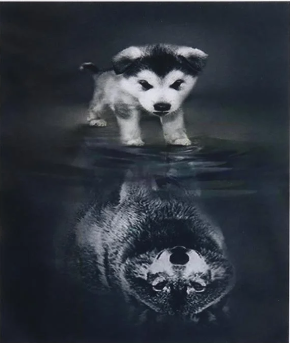 Алмазна мозаїка за номерами Josef Otten Цуценя 61567_BGLD 30x40 см (MTT-177656)