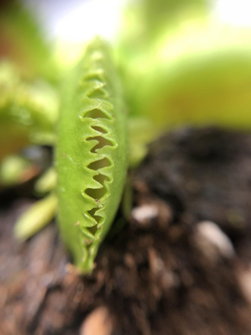 Растение Хищник Венерина мухоловка Дентата AlienPlants Dionaea muscipula Dentate размер S (SUN0017CP) - фото 3