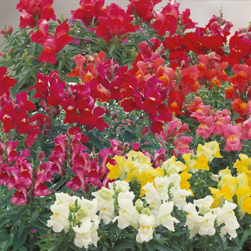 Семена цветов Львиный зев Floral Showers Mix Sakata 25 шт. (BN06391 4)