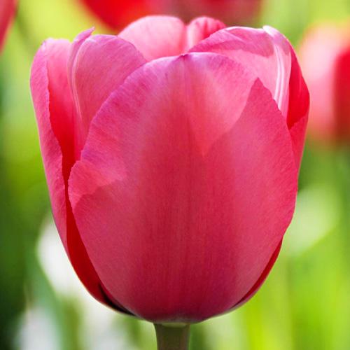Тюльпан Florium Pink Impression (8037)