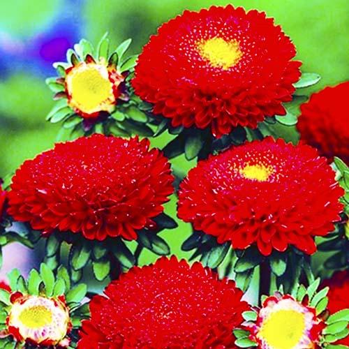 Насіння Астра Florium Принцеса яскраво-червона (15968) - фото 2