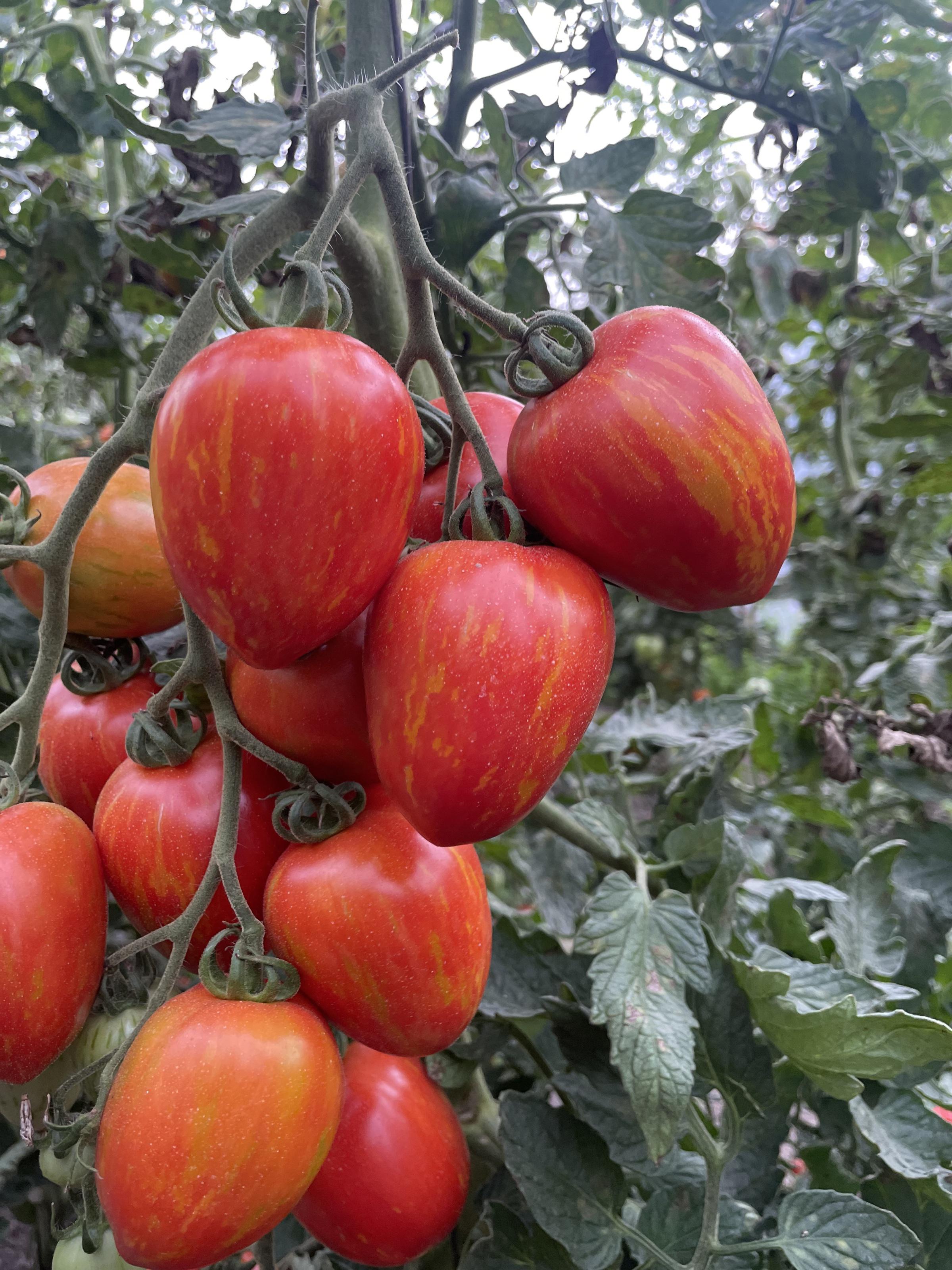 Семена томата Spark Seeds Филадельфия F1 10 шт. (fil10-sh)