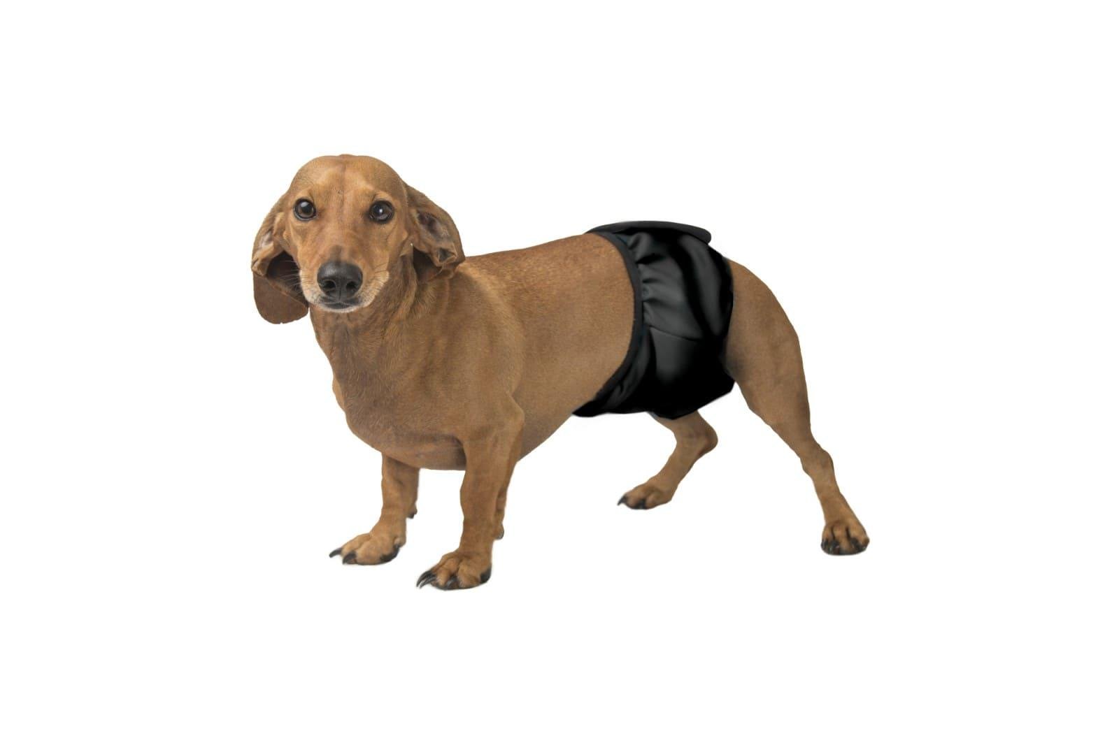 Пояс для псів гігієнічний вбираючий Okey Doggy XL Чорний (28283000)