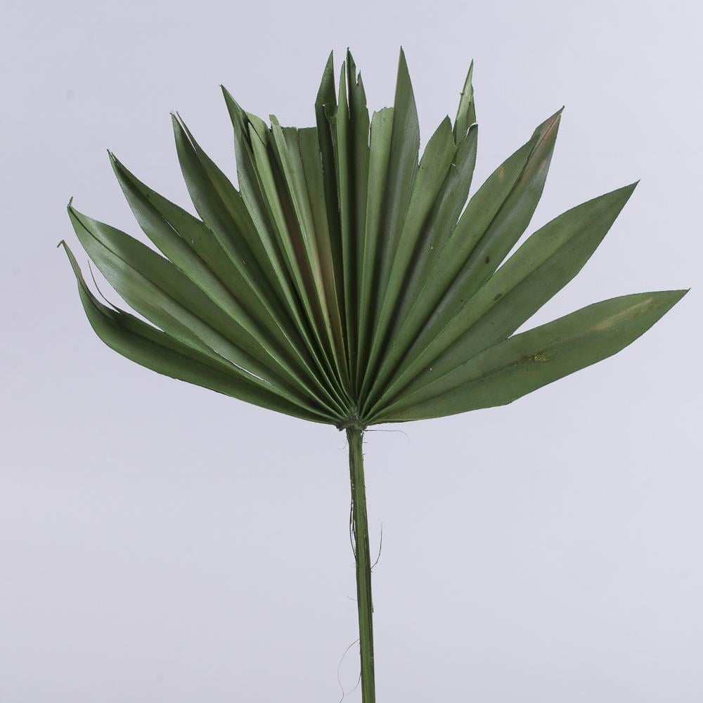 Сухоцвет листок-солнце Зеленый (5145-2) Сухоцвет листок-солнце Зеленый (5145-2)