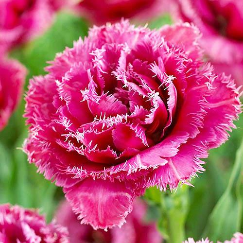 Тюльпан Florium Mascotte (3593)