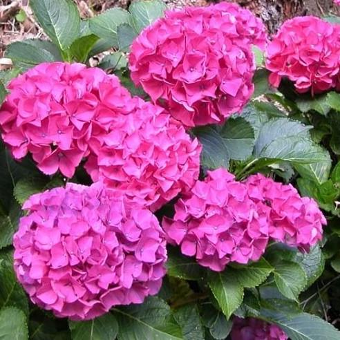 Саженец гортензии крупнолистной Hydrangea macrophylla Hornli Р9 (1248161949)