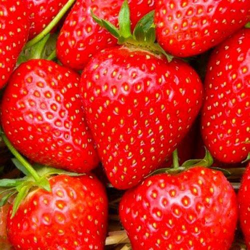 Сажанец Клубника ярко-алая Мармеладка Marmalade 5 шт. премиальный ремонтантный сорт высокая лежкость (48181)