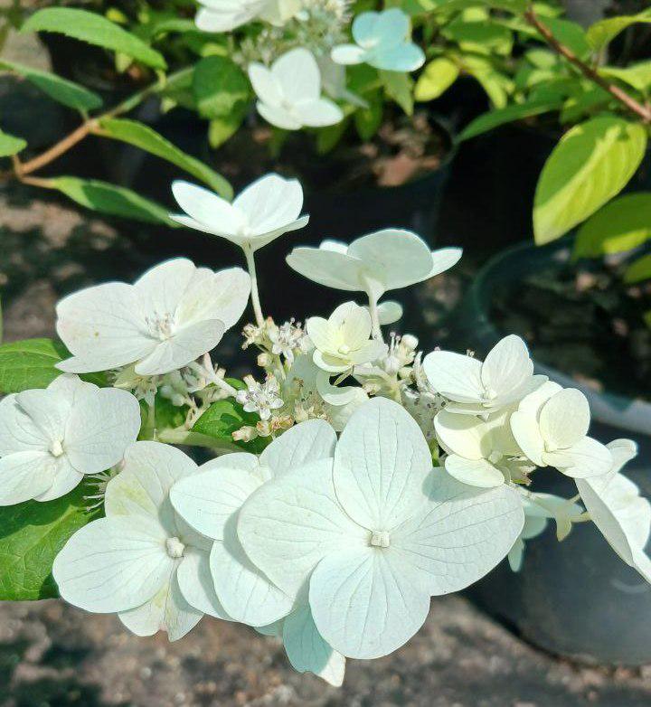 Гортензія волотиста Mega Mindy трирічна (19036012)