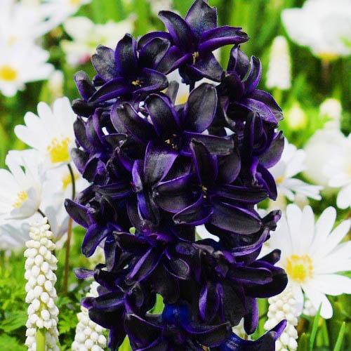 Гиацинт Florium Dark Dimension (3438) - фото 2 Гиацинт Florium Dark Dimension (3438) - фото 2