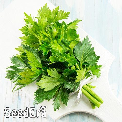 Семена Селера Florium Листовий (16869) - фото 3 Семена Селера Florium Листовий (16869) - фото 3