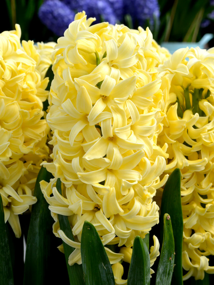 Луковицы цветов Гіацинт Yellow Queen 2 шт. (7495)