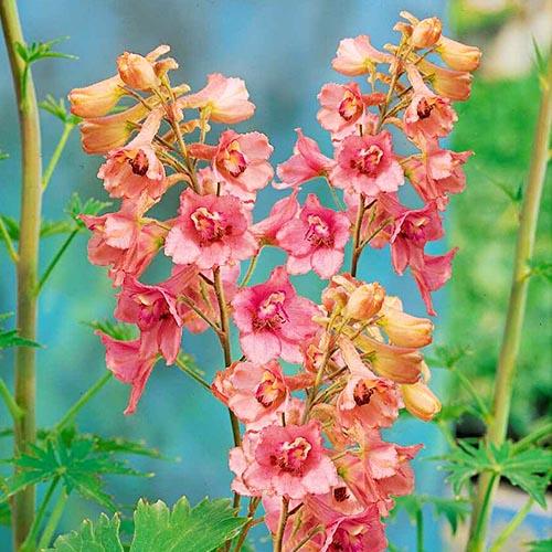 Дельфініум Florium Pink Sensation (2756)