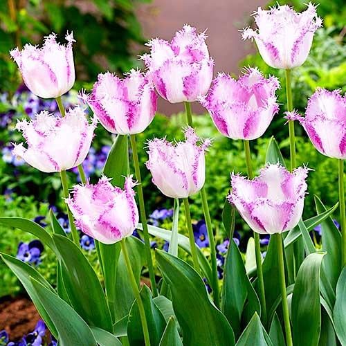 Тюльпан Florium Aria Card (11078)