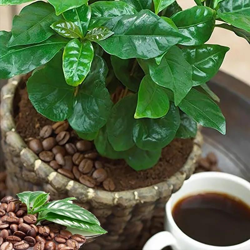 Семена кофе арабский карликовый Кафа комнатное кофейное дерево 3 шт. - фото 5 Семена кофе арабский карликовый Кафа комнатное кофейное дерево 3 шт. - фото 5