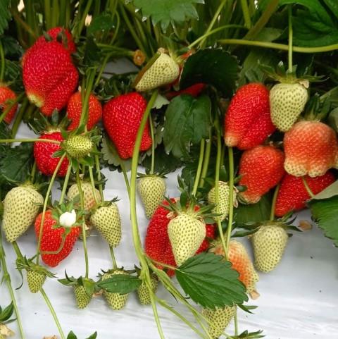 Саженец клубники Klodia ранняя (1896430477)